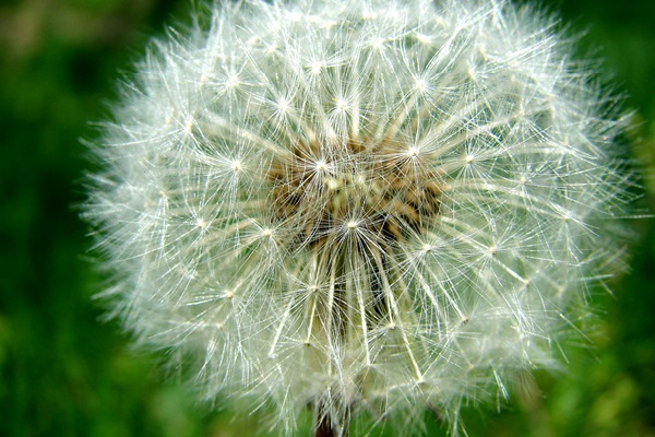 Close-up of a dandelion on a green background.